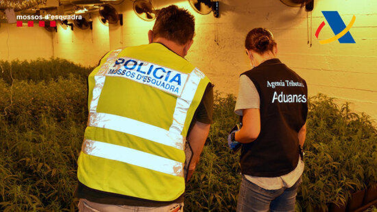 Desmantellen una organització dedicada al tràfic de cocaïna, haixix i marihuana distribuïda en llanxes i camions