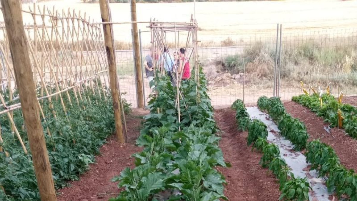 Los huertos que el ayuntamiento ha habilitado para jóvenes.