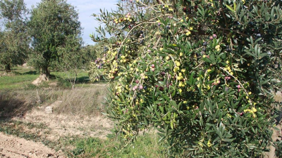 Imagen de una finca de olivos en la población de Maials.