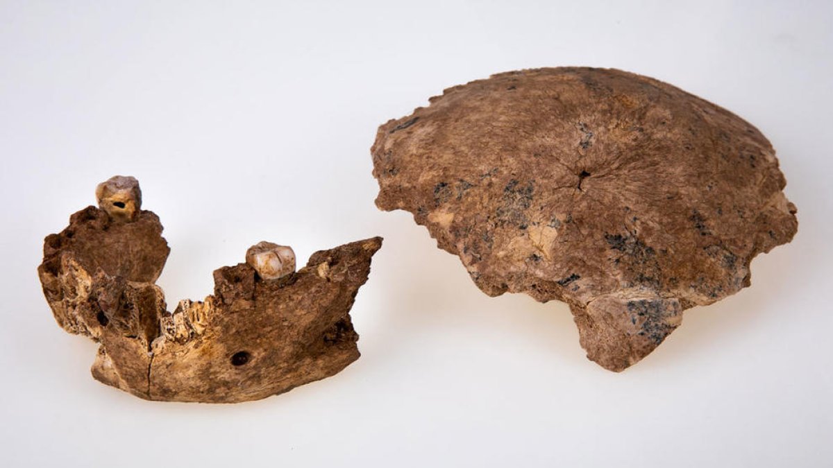 Descubren un nuevo tipo de homínido que da pistas sobre un misterio de la evolución humana