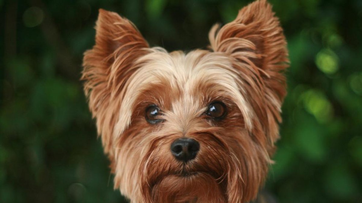 Las razas de perros que más ladran