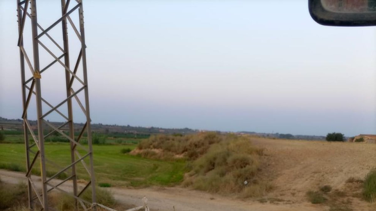 Dos de la cigüeñas electrocutadas.