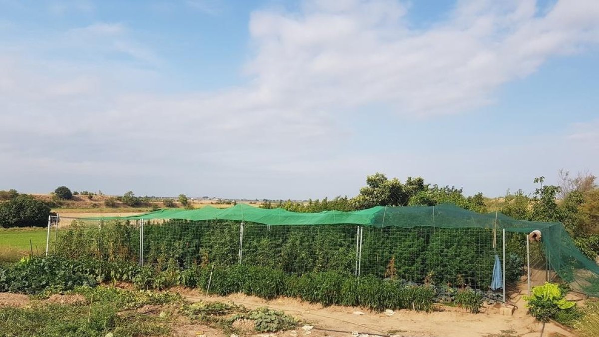 Detenen un veí d'Agrper cultivar marihuana a Tornabous