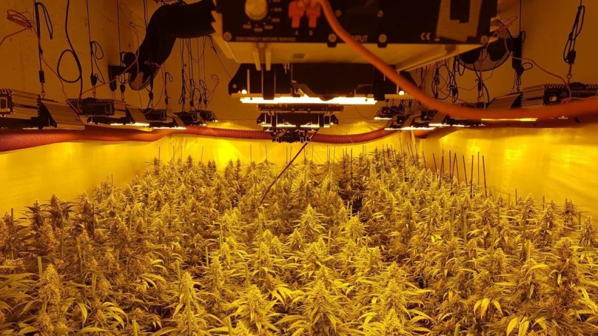 Dos detinguts per cultivar 1.502 plantes de marihuana a l'interior d'un domicili de Guissona