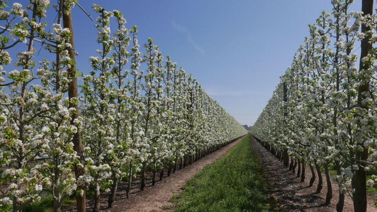 El sector frutícola es el que copa los primeros puestos como receptores de ayudas.