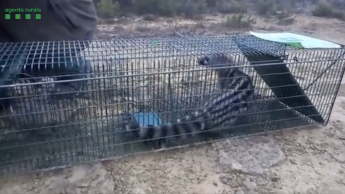 La gineta antes de ser liberada en Vallbona de les Monges.