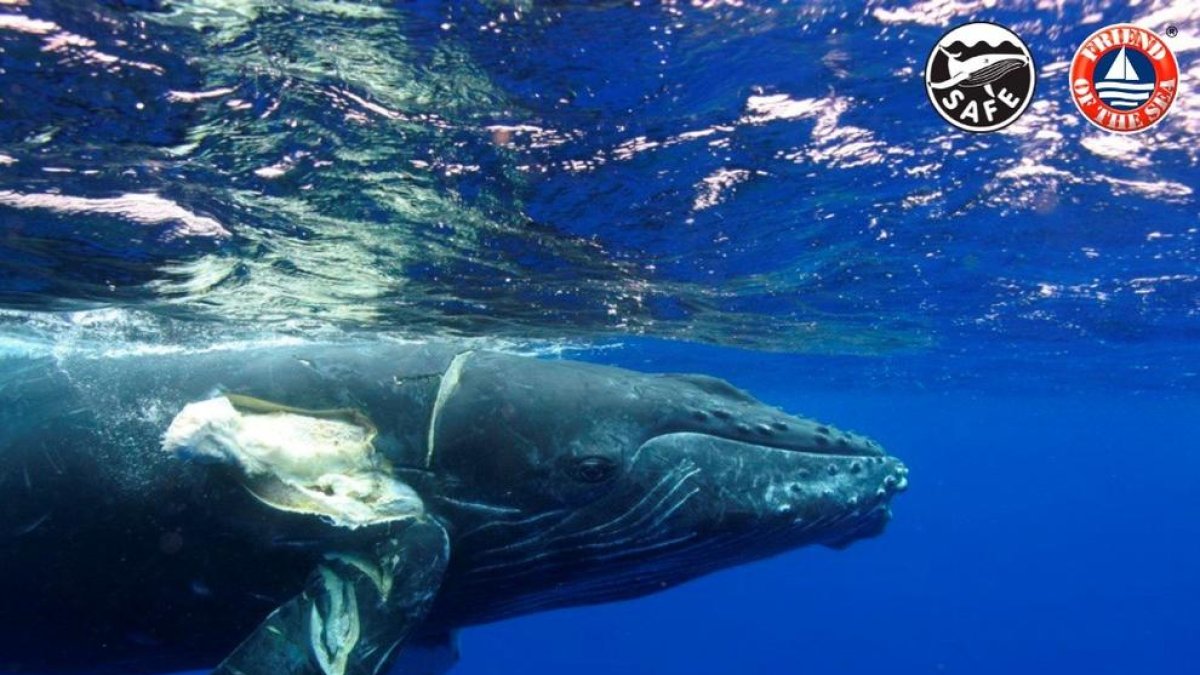 Crean un certificado para evitar que mueran las ballenas al chocar con las  embarcaciones