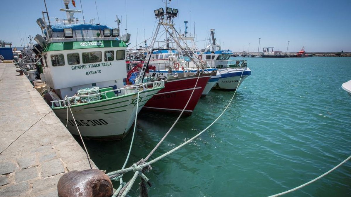 Pesqueros amarrados en Barbate.
