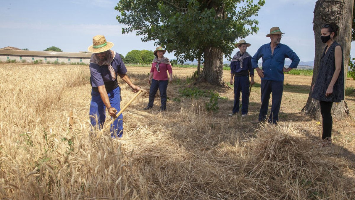 Alguns dels organitzadors i participants ahir en la primera jornada del Segar i Batre de la Fuliola, que seguirà el proper dia 11.