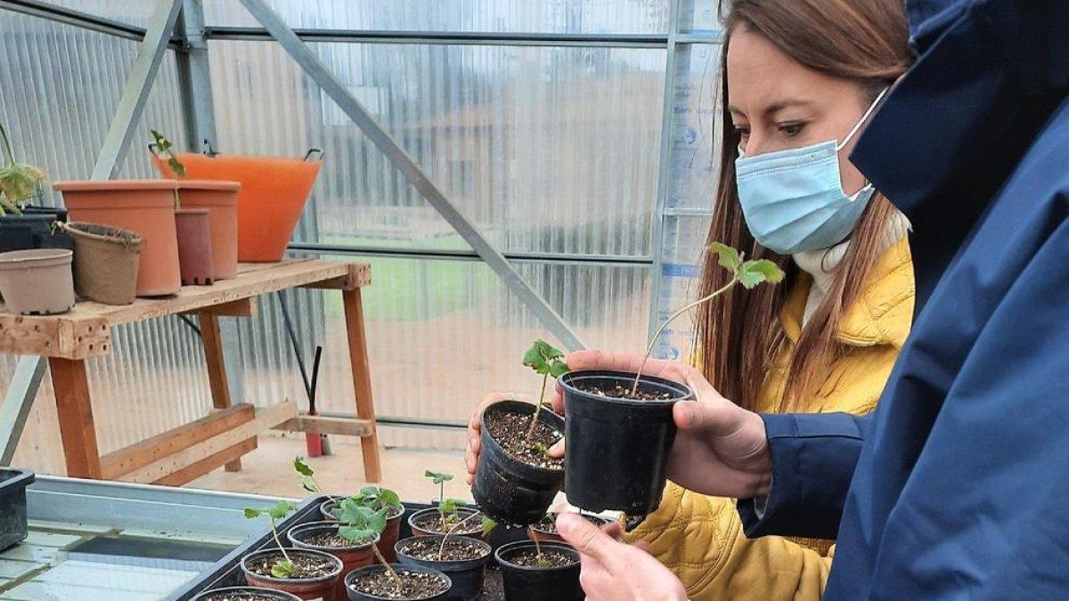 Jóvenes internos en El Segre, con los esquejes que luego plantarán en las ‘escoles bressol’.