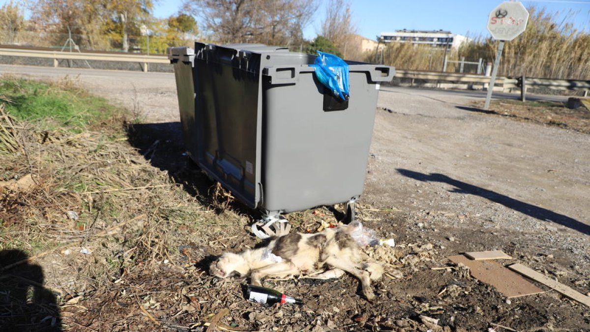 Veïns de la partida de Vallcalent van avisar ahir al matí la Paeria de la troballa del gos mort.