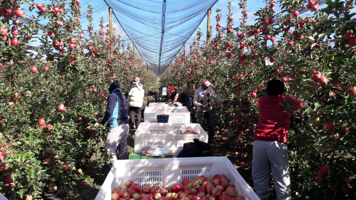 Una explotación leridana de producción de manzana Pink Lady.