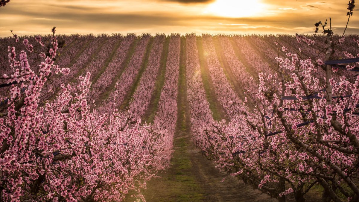 Panorámica de una de las zonas del mar rosa de Aitona, enmarcada en la campaña ‘Fruiturisme’.
