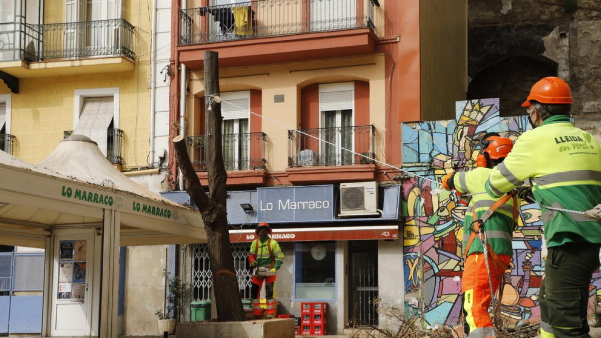 Dos operarios tiran del tronco del árbol mientras otro lo corta con una motosierra, ayer.
