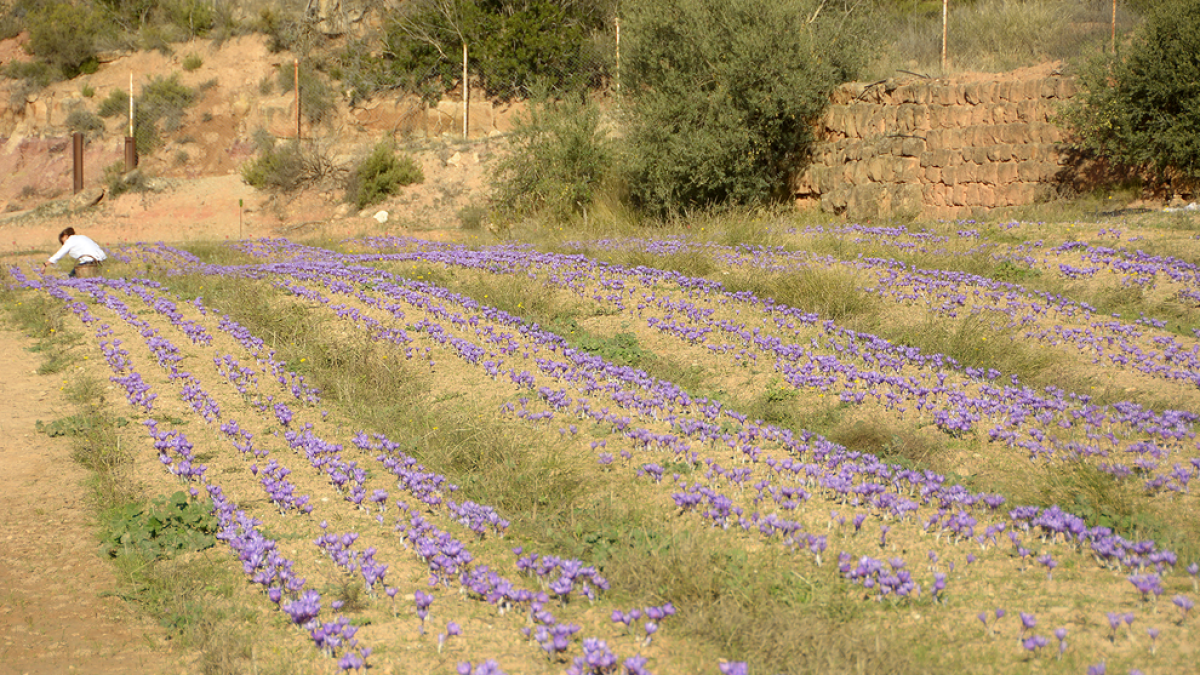 Recol·lecció del safrà en una finca de l’Albagès.
