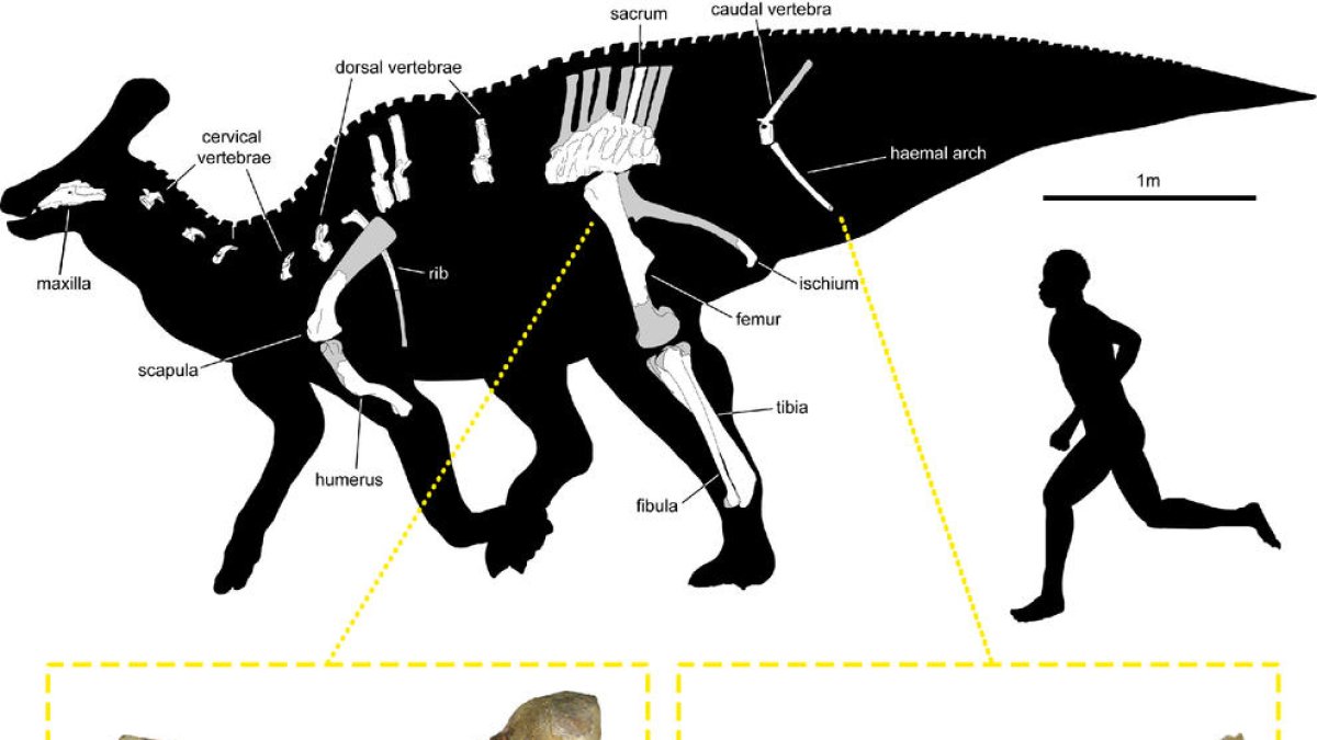 El dinosaurio de Isona con los restos fósiles recuperados hasta ahora y fotos del fémur y el arco hemal.