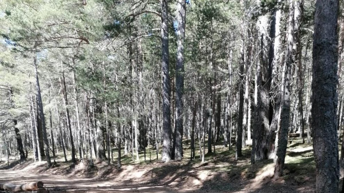 Pilones per impedir el pas arrancades a Sant Joan de l’Erm.