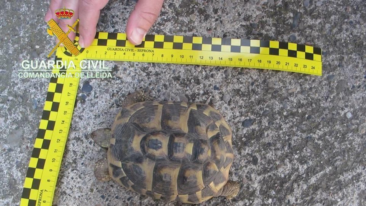 Intervienen cuatro tortugas protegidas a un vecino de Térmens