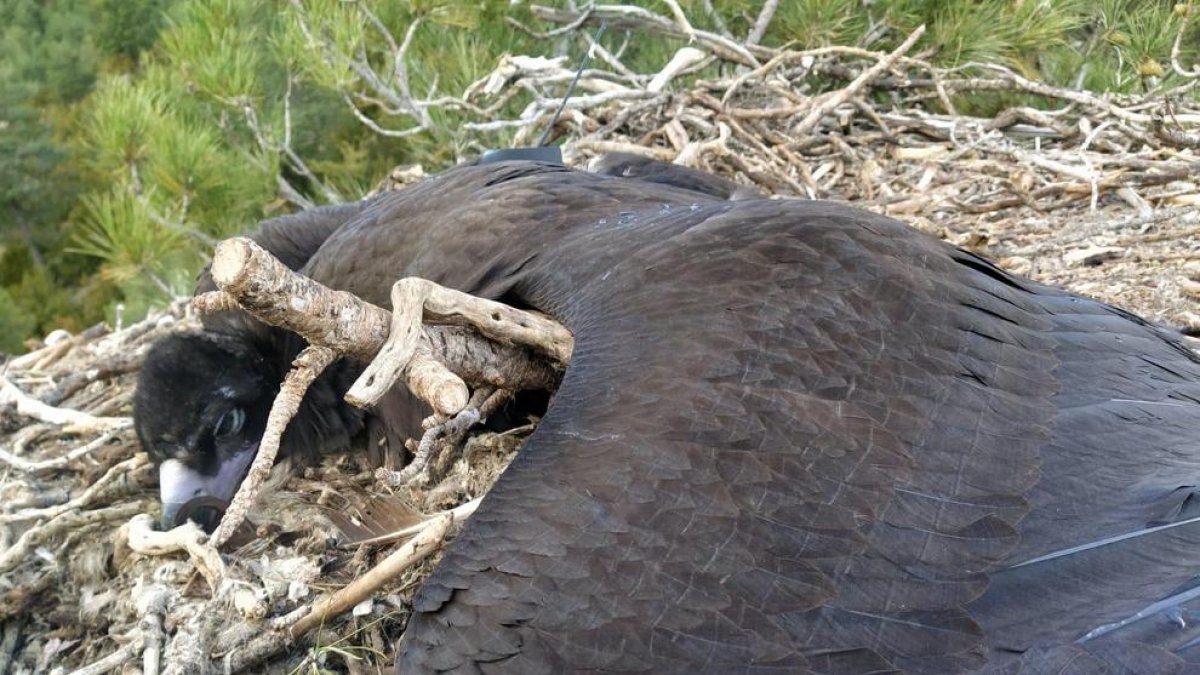 L’animal va morir al seu niu a la reserva de Boumort.