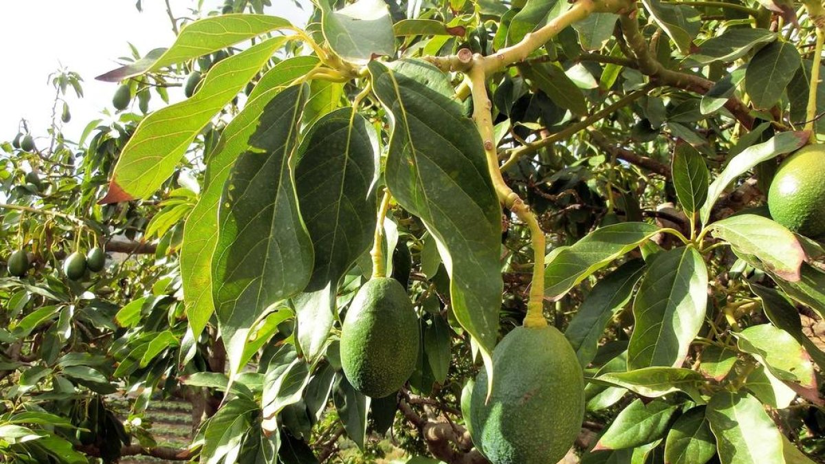 Los peligros del aguacate, el
