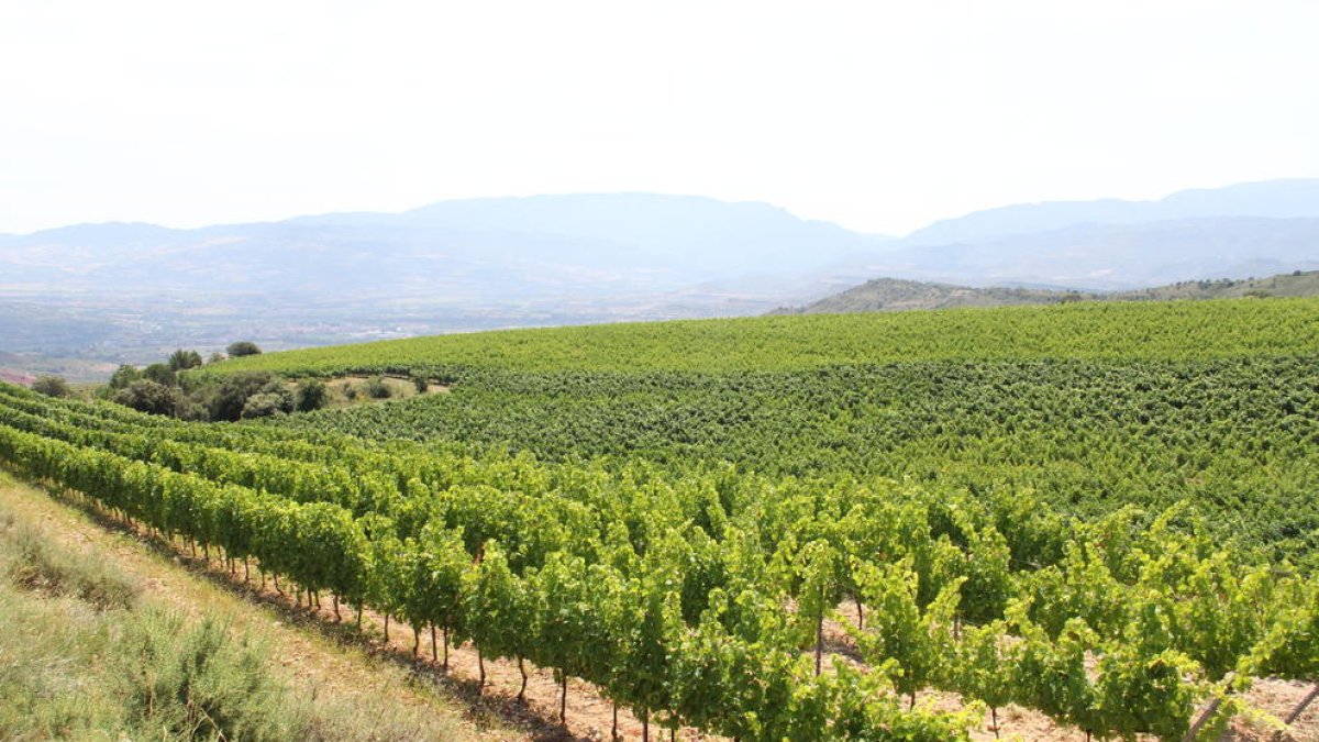 Vista general de vinyes a la zona de Tremp.