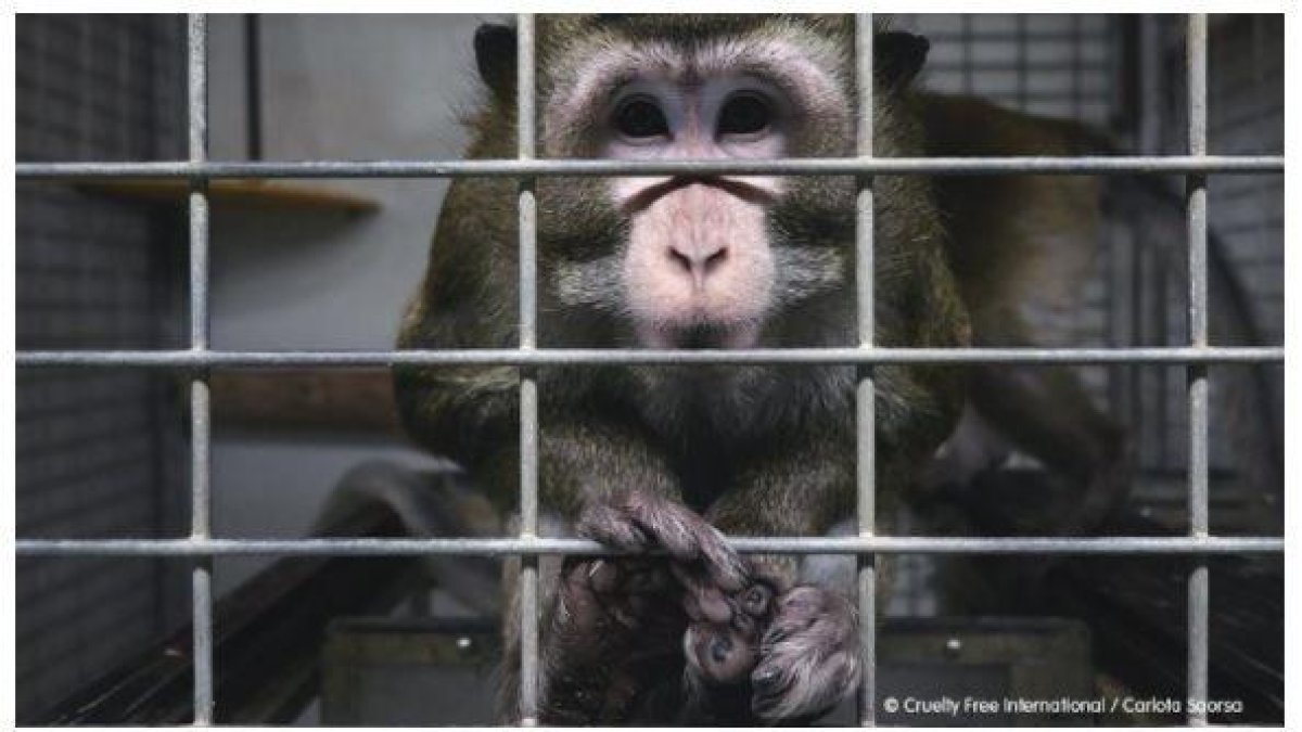 Madrid suspende la actividad de Vivotecnia tras ver indicios de maltrato animal