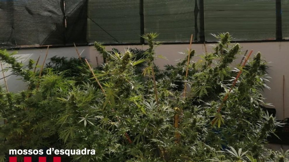 Desmanteladas dos plantaciones de marihuana en dos domicilios de Golmés