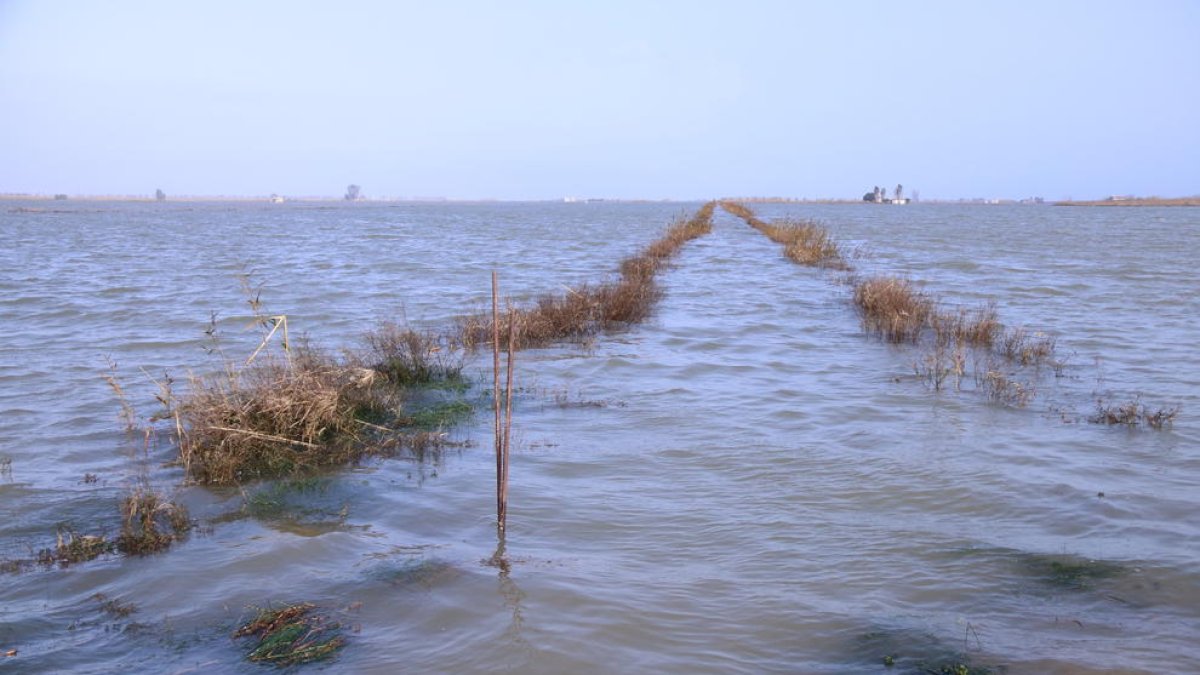 Los arrozales de la balsa de l’Arena del Delta del Ebro inundados con agua de mar.