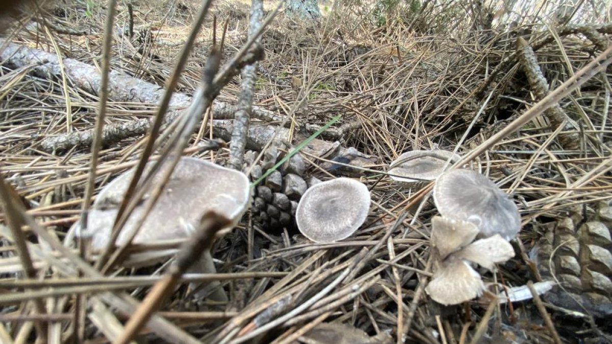 Alguns fredolics. Enguany són escassos