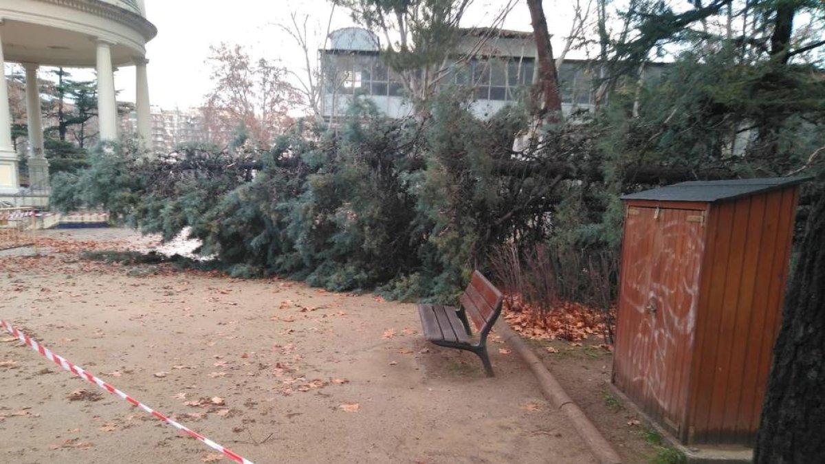 Un arbre de grans dimensions va caure als Camps Elisis.