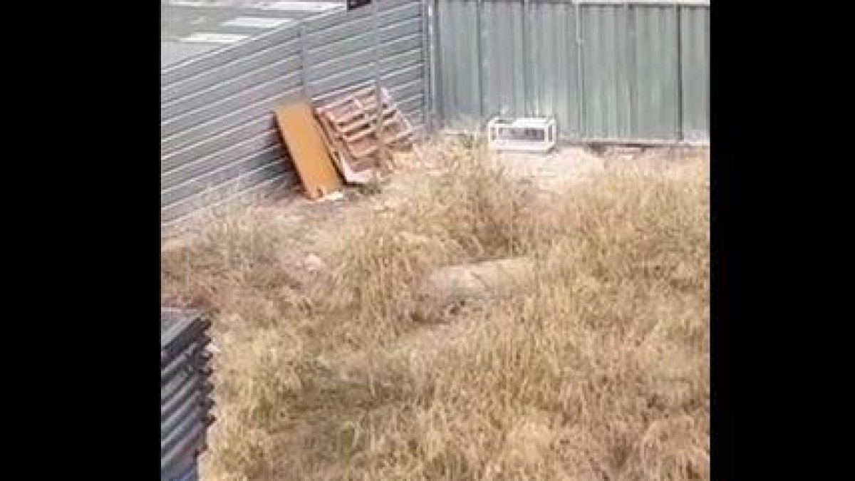 VÍDEO | Denuncian la presencia de ratas en un solar de Cappont