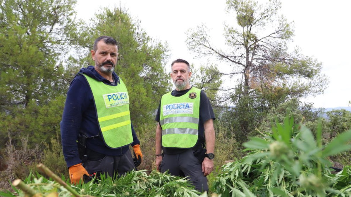 La plantación contaba con un sofisticado sistema de riego, cogiendo el agua del río Set y almacenándola en piscinas. También tenían un secadero y dormían allí para evitar ser víctimas de un narcoasalto.