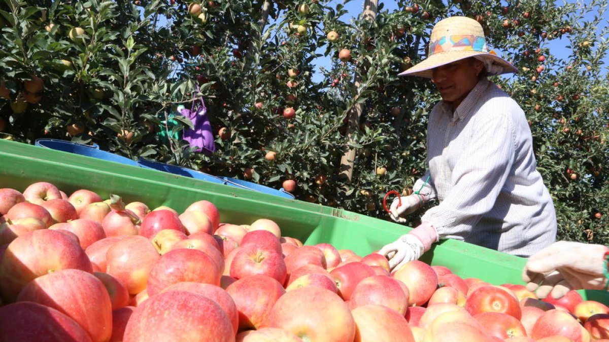 La manzana de Lleida cada vez gana más terreno en los lineales de los supermercados.
