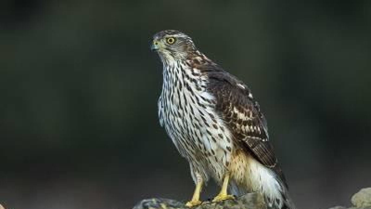 Confirmado un caso de virus del Nilo Occidental en Lleida