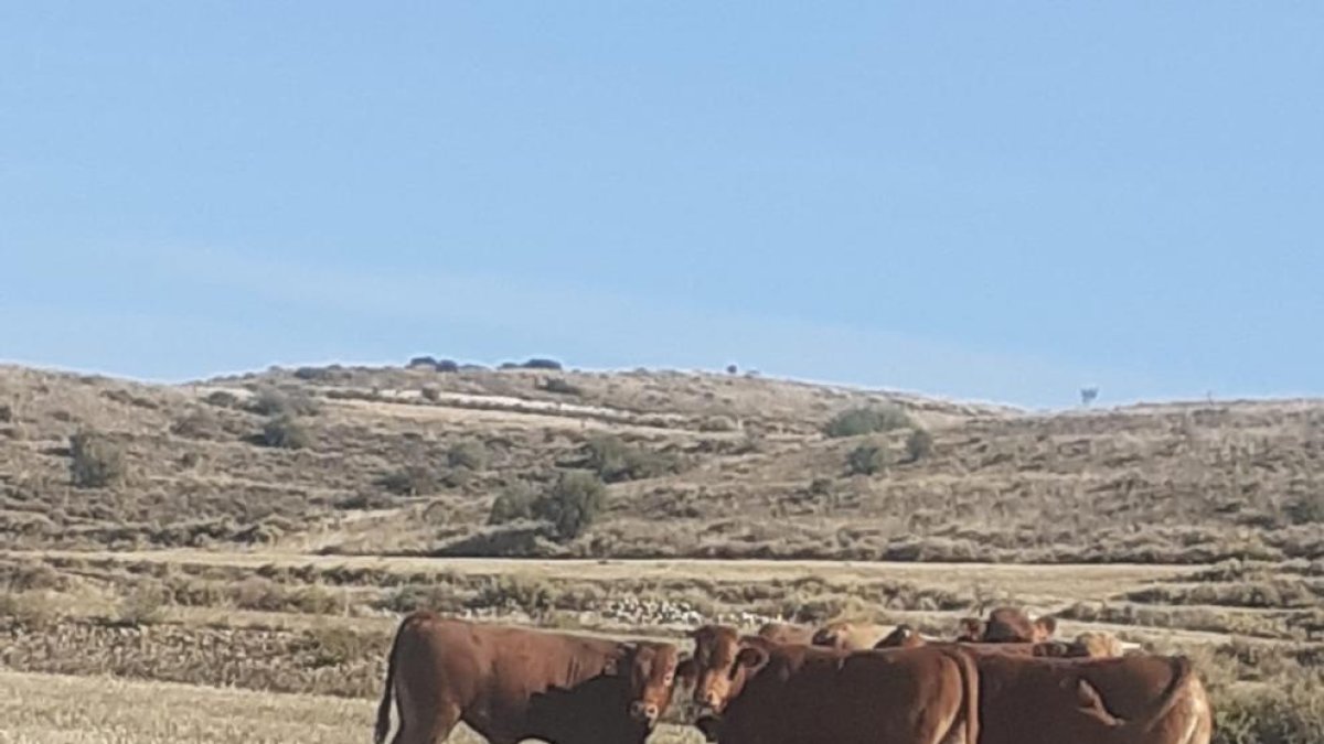 Un grup de vedells després de dividir-se el ramat que es va escapar de la granja d’Algerri.