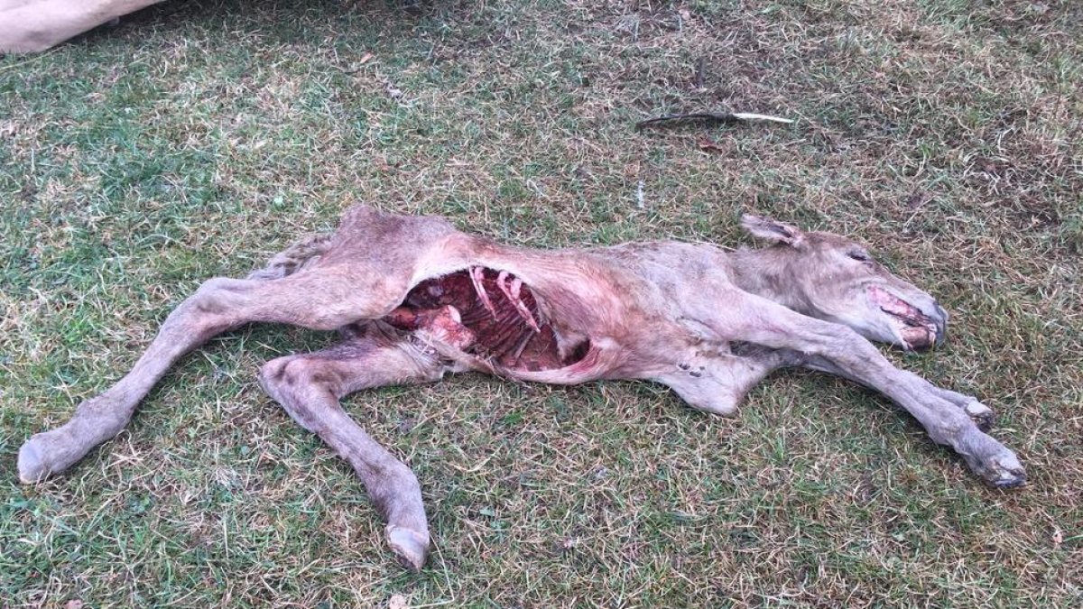 El potro muerto tras el ataque de un buitre en Soriguera.