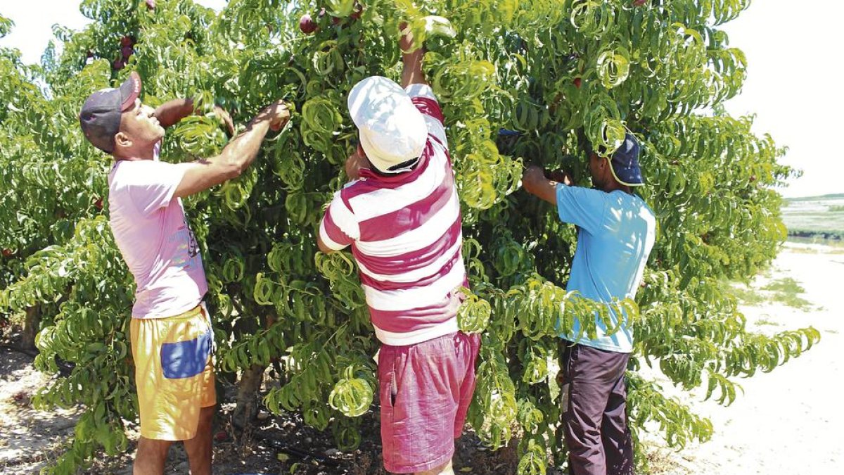 Imatge d’arxiu de recollida de fruita de pinyol en una finca de Lleida.