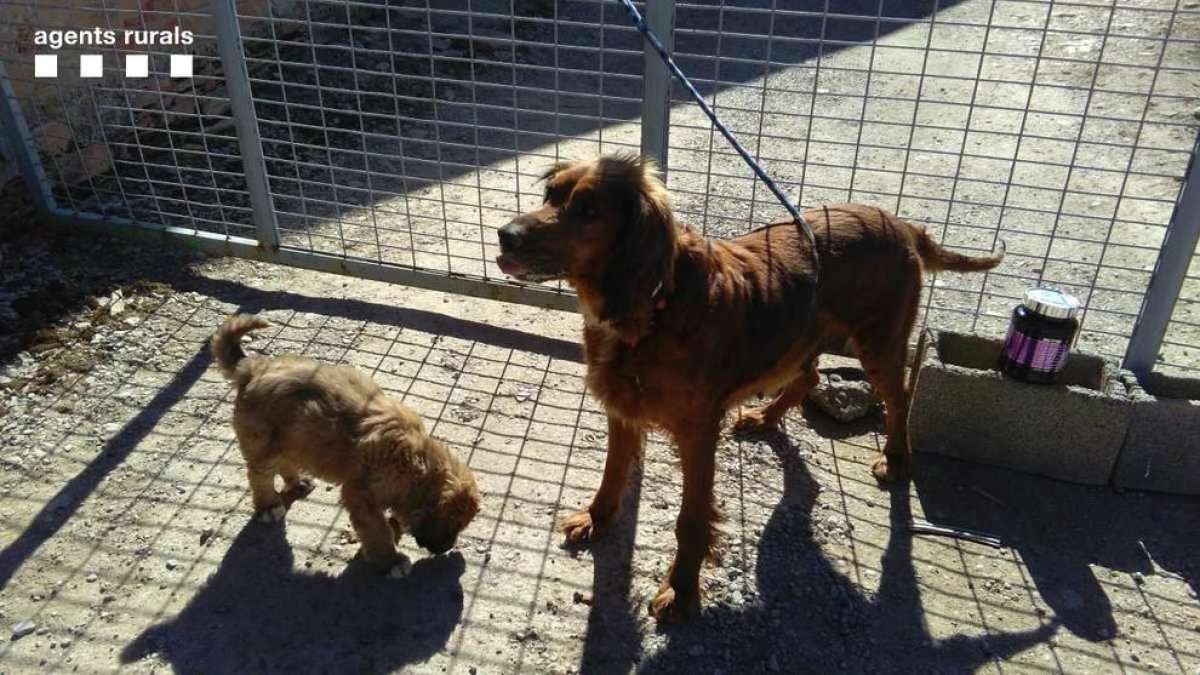 Imatge de la gossa i el seu cadell abandonats a Montornès.