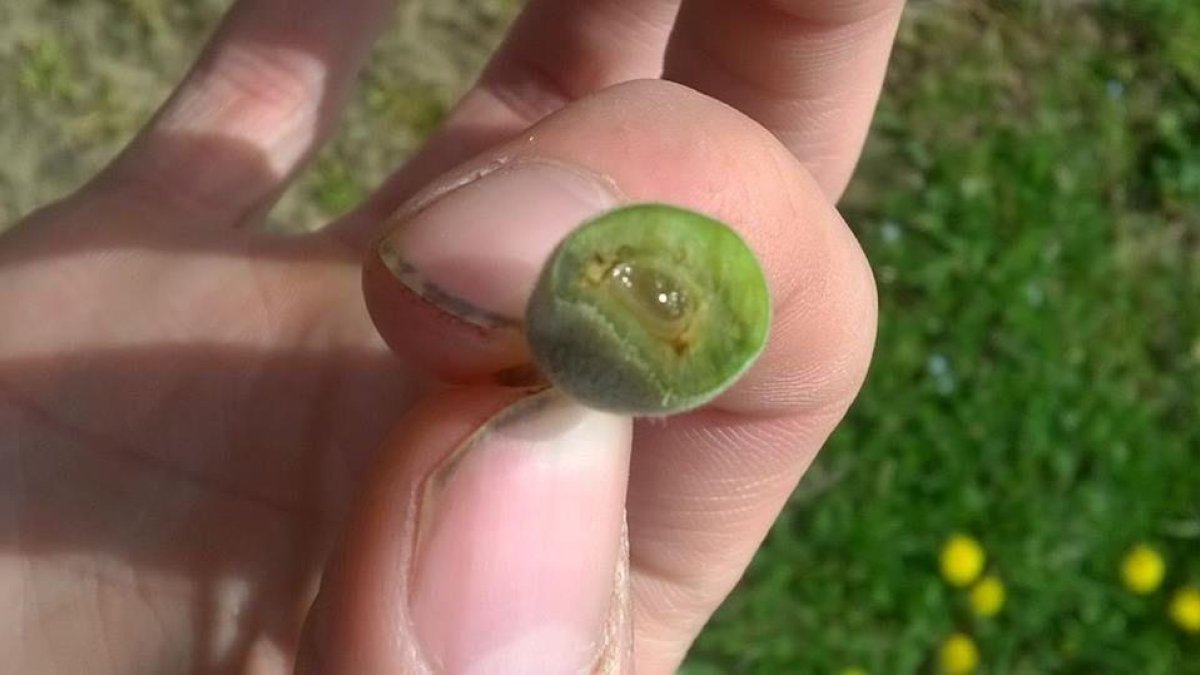 Imatge d’arxiu de danys causats per gelades.