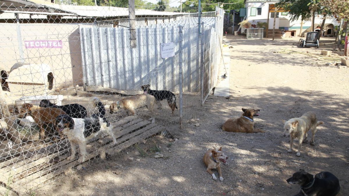 Un grup de gossos que esperen a ser adoptats, ahir a la protectora Lydia Argilés de Lleida.