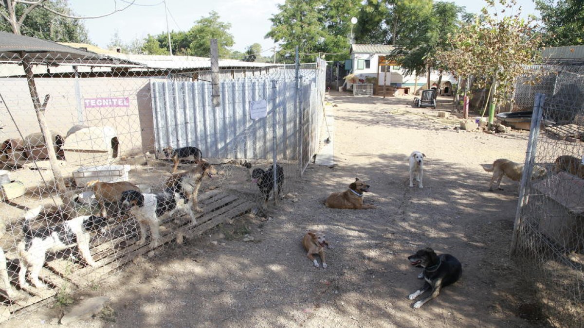 Imagen de archivo de un grupo de perros en una protectora de animales de Lleida.
