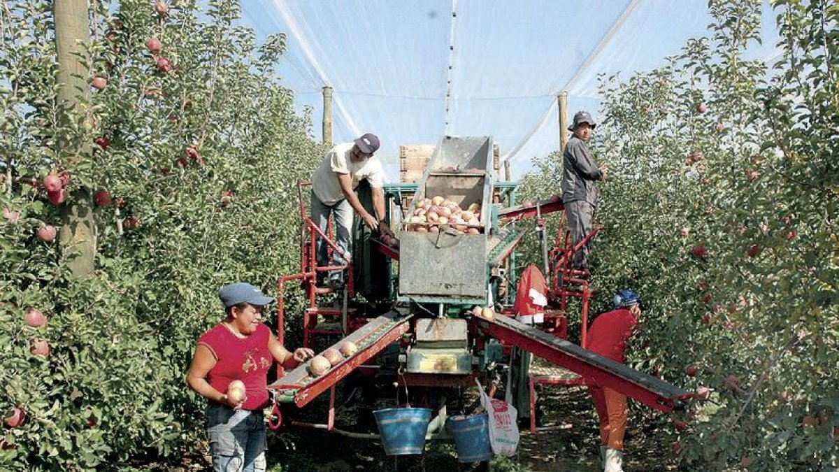 Manzana Fuji