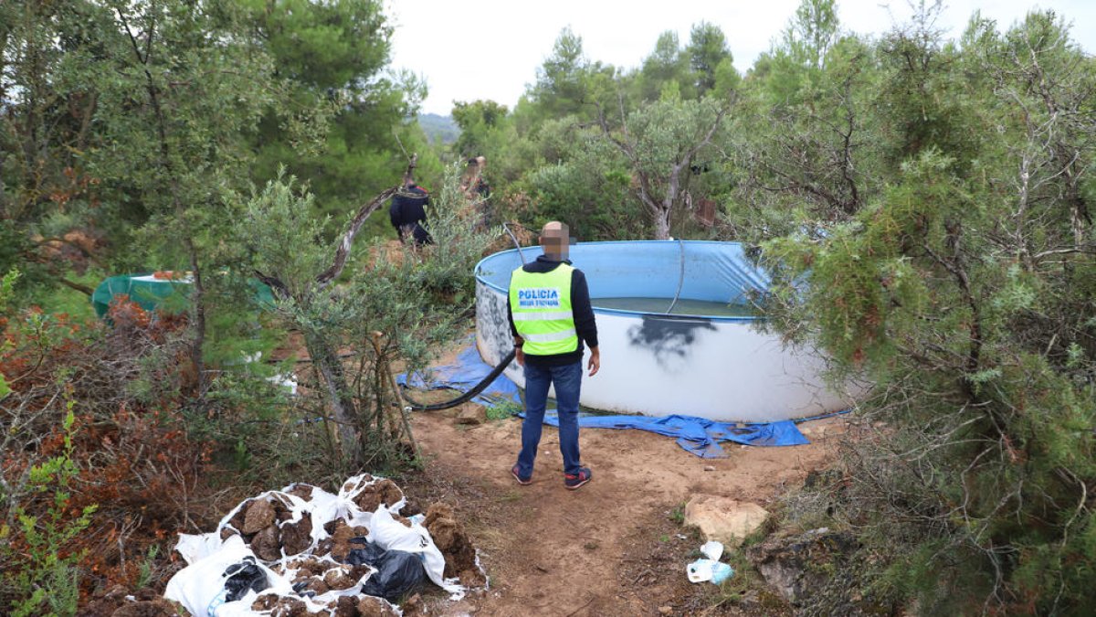 Imatge d’arxiu de la plantació desmantellada el setembre passat a l’Albagés.