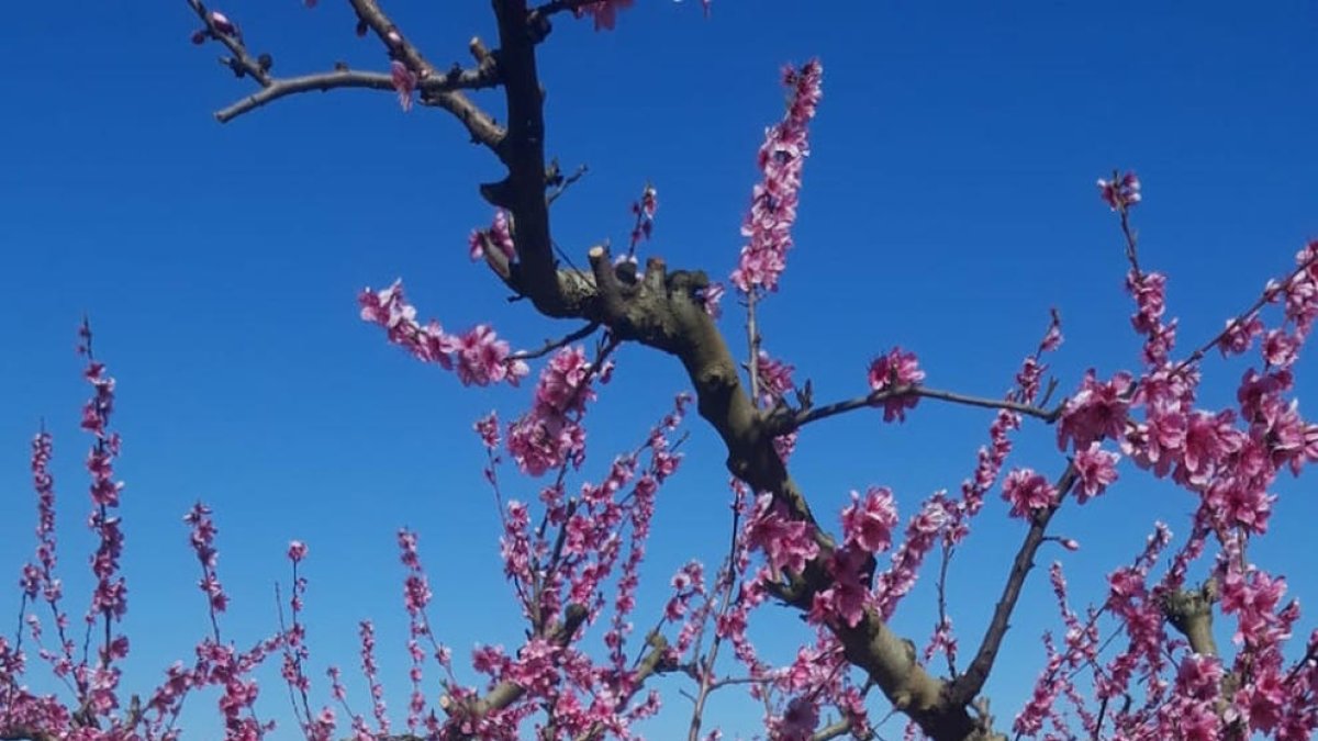 Turistes de Barcelona visiten el 'mar rosa' d'Aitona després de l'obertura comarcal