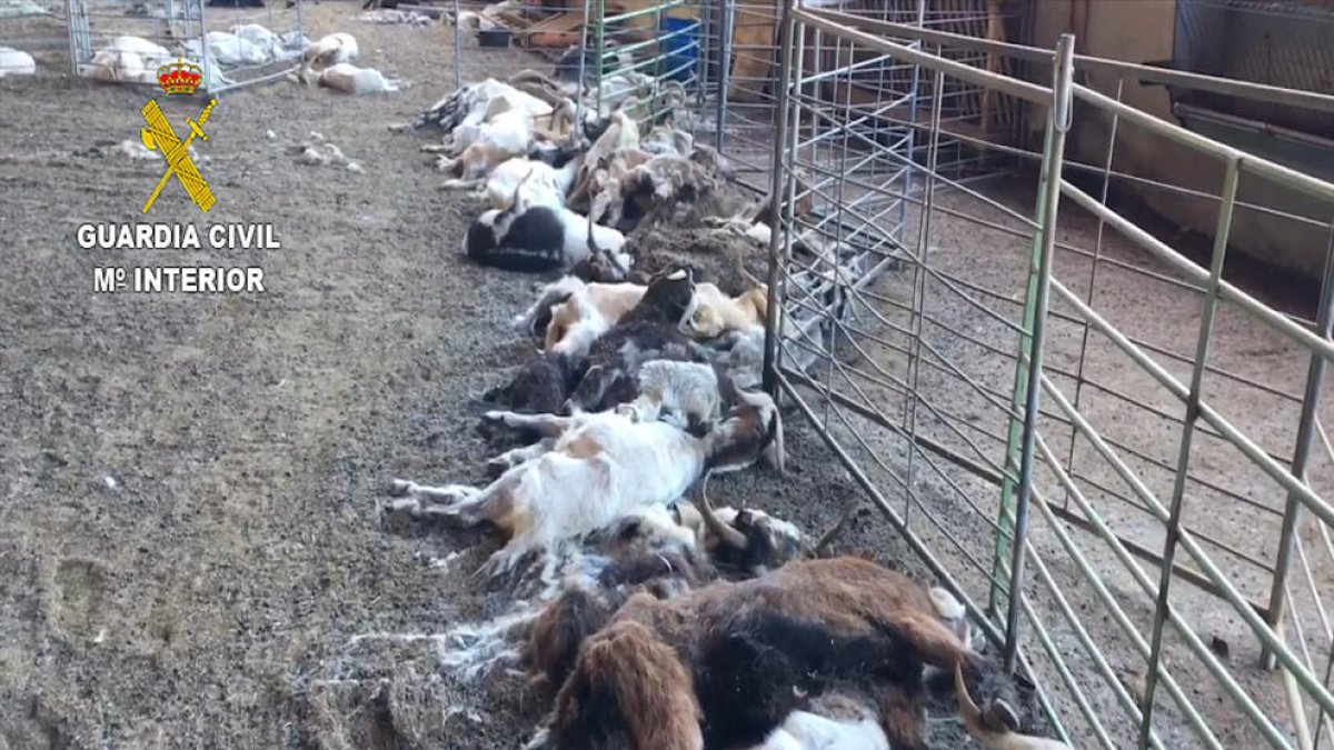Detinguda una ramadera a la Llitera per la mort per inanició de prop de 350 cabres