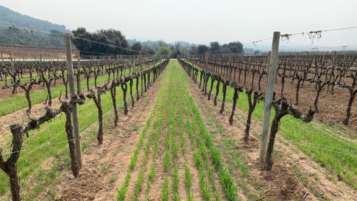 La UdL executa la investigació en una vinya de la família Torres.