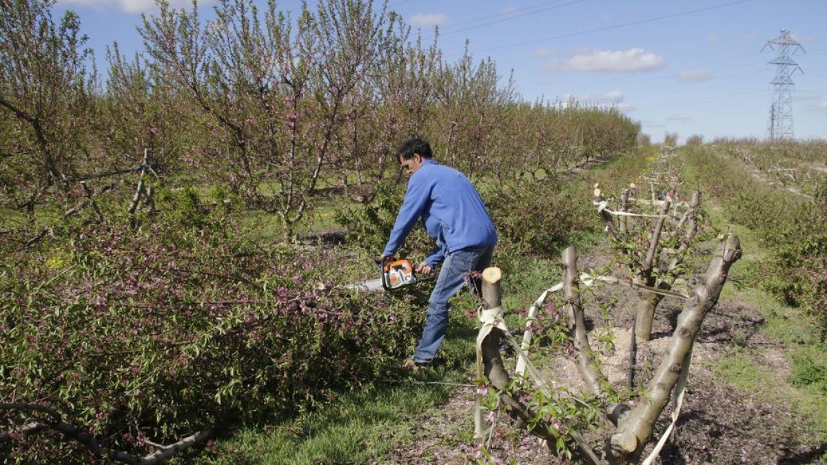 Aquest fructicultor de Montoliu ha talat fruiters de pinyol fa tot just unes setmanes per empeltar-los i produir ametlles.