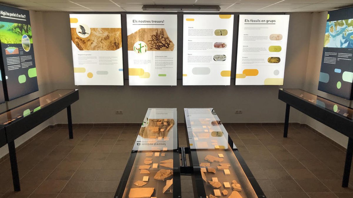 Vista de la nova exposició de fòssils al Centre d’Interpretació del Montsec a Vilanova de Meià.
