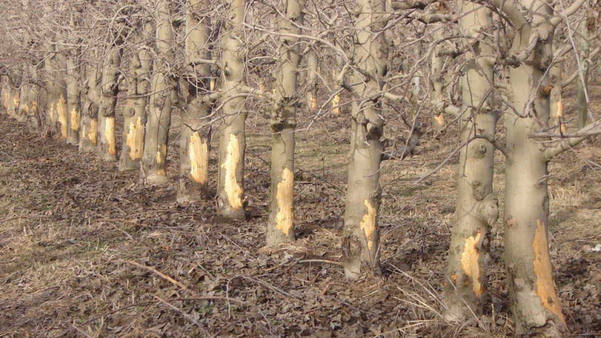 Arbres rosegats pels conills l’any passat a Ivars d’Urgell.