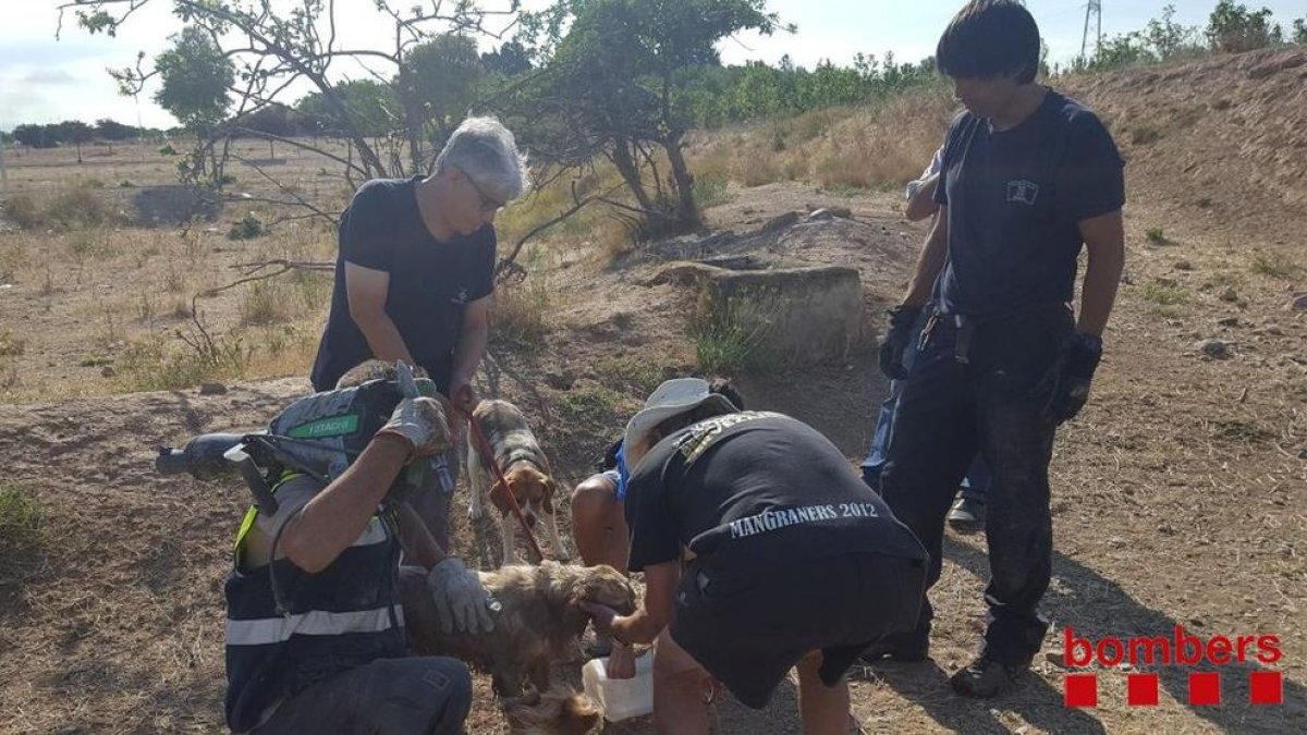 Bombers i Brigada Municipal, ahir després de rescatar el gos. A la dreta, l’animal atrapat a l’interior del tub de reg.